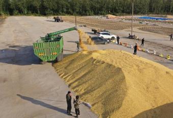 国产大豆变“金豆” 谨防后市“转冷”