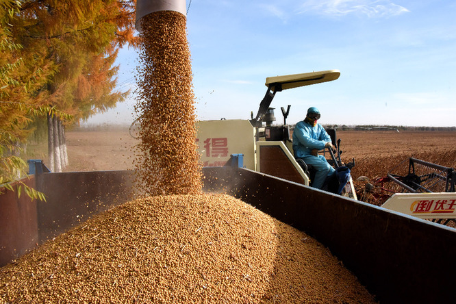 大豆扩种有喜有忧:政策引导增信心 价格波动存顾虑