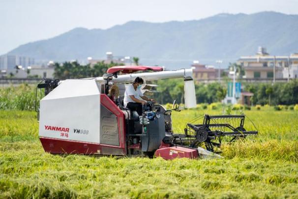 海南三亚：科学轮作　&ldquo;钱粮双丰收&rdquo;