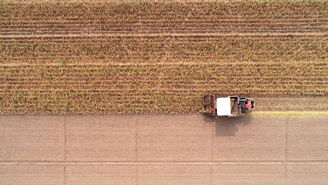 小粮库大“蠹虫”:粮食购销贪腐为何频频得手?