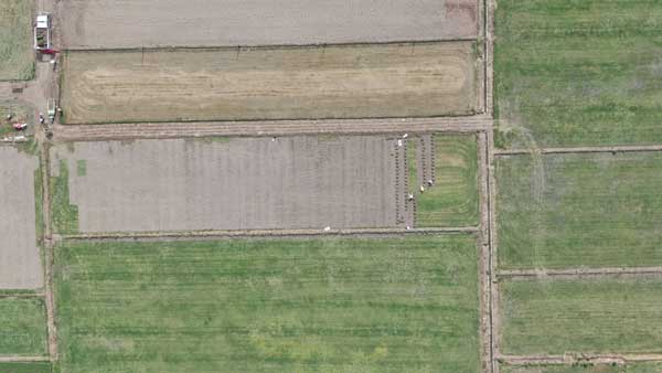 &ldquo;一亩草&rdquo;收益相当于&ldquo;十亩粮&rdquo;　&ldquo;农田种草&rdquo;屡禁难止