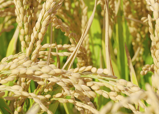 虚销“空气粮” 私卖“升溢粮” 假购“增数粮”