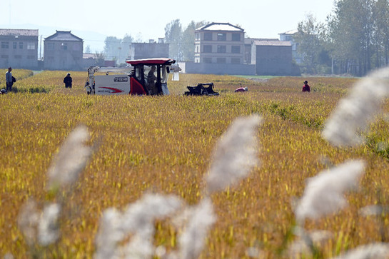 &ldquo;吨粮田&rdquo;的三种&ldquo;打开方式&rdquo;