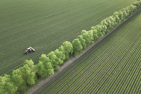 “粮仓”黑龙江:黑土地加强保护 农田提档升级