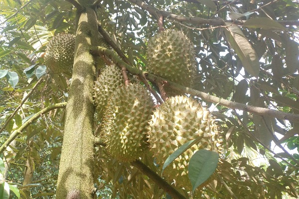 国产榴莲崭露头角 “榴莲自由”更近了吗?