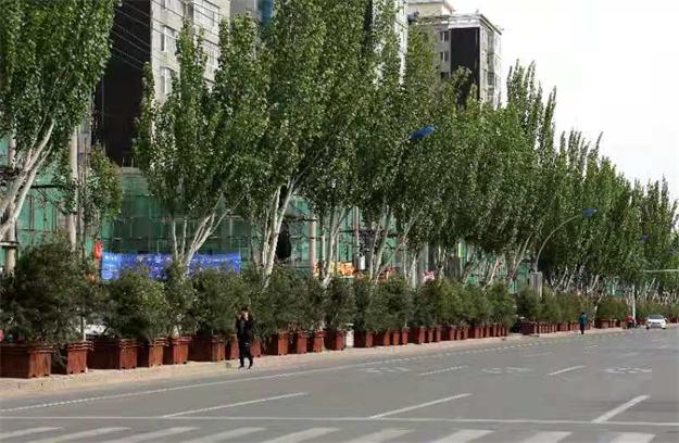 地方“拍脑门”造绿欠下巨债 企业垫资种树被拖垮